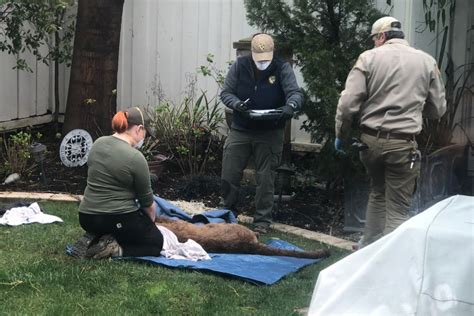 VIDEO: Mountain lion spotted in Los Gatos, tranquilized at backyard of home