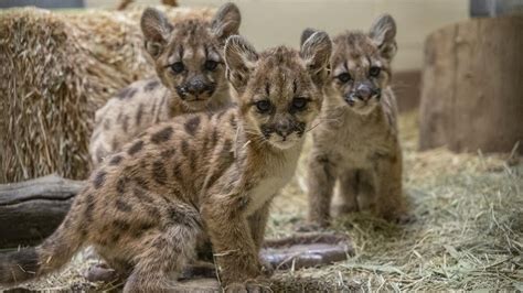 VIDEO: Orphaned mountain lion cubs rescued in San Diego