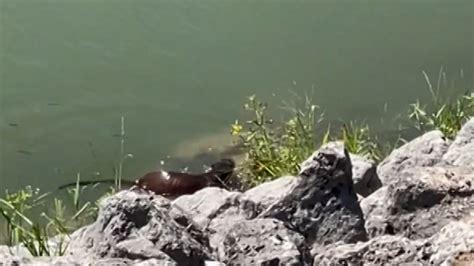VIDEO: Otters spotted at Granger Lake