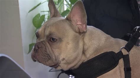 VIDEO: Owner reunites with French bulldog weeks after being stolen in Oakland