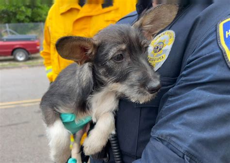 VIDEO: Puppies rescued from ravine in Murphy Canyon