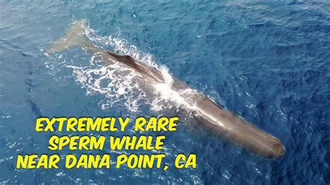 VIDEO: Rare sperm whale seen off SoCal coast