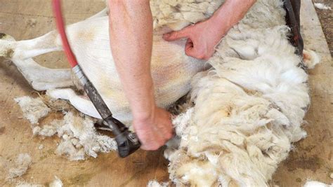 Video: Step-by-step guide to best sheep-shearing technique - raincitystudios.com
