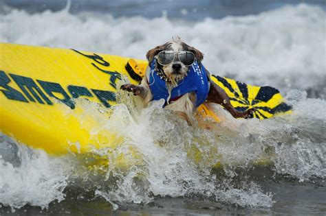 VIDEO: Three-legged dog learning to surf at Del Mar Dog Beach