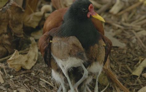 VIDEO: Wattled jacana chicks nestle under their father’s wing at San Diego Zoo 