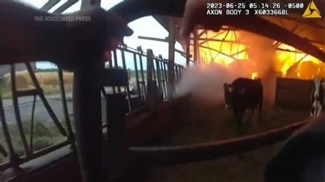 VIDEO: Wisconsin police officer races into burning barn and rescues cows trapped near flames