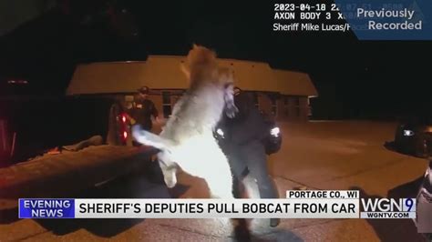 VIDEO: Wisconsin police pull bobcat from inside car