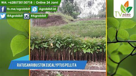 View of Evaluasi Mutu Fisik Bibit Eukaliptus (Eucalyptus pellita F ... - raincitystudios.com