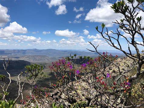 View of Flora of the Pico das Almas, Chapada Diamantina - Bahia, … - raincitystudios.com