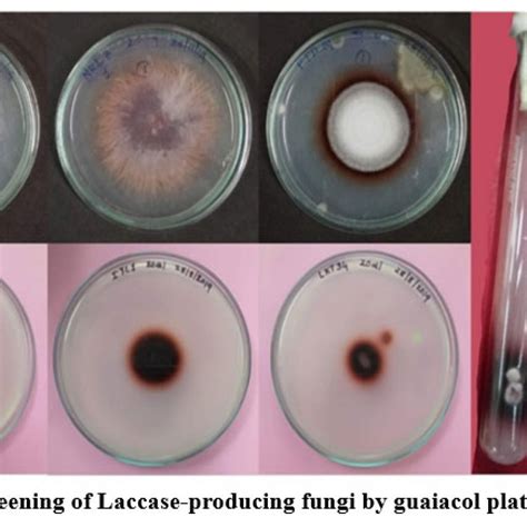 View of Prospecting laccase-producing wood-decaying fungi from the … - raincitystudios.com