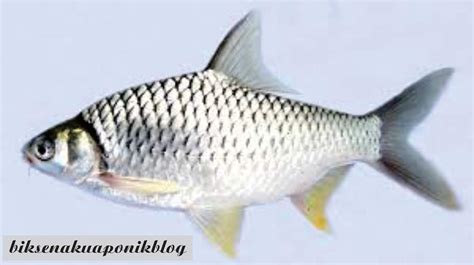 View of Studi Keragaman Populasi Ikan Tawes (Puntius javanicus) di ... - balustradellc