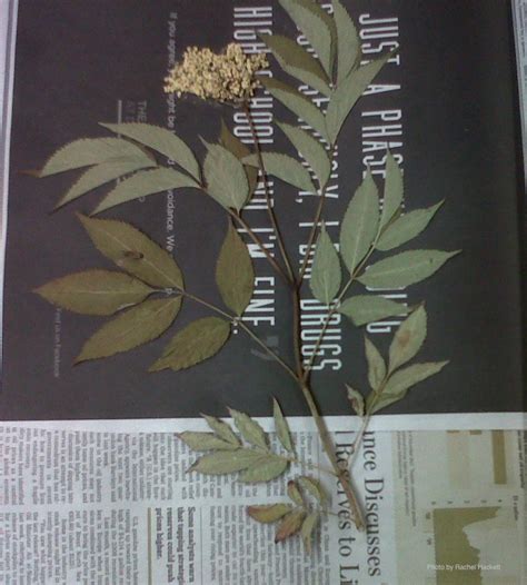 VII. Pressing Specimens - muktibox.com