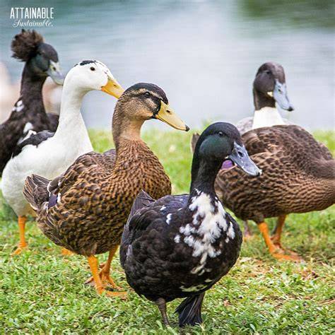 Village breeding programme for local breeds of duck in Indonesia - raincitystudios.com