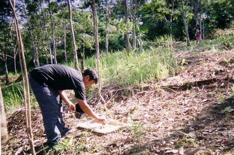 Village forest conservation in Kerinci Seblat buffer zone - raincitystudios.com
