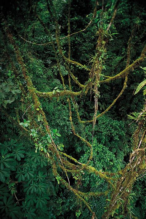 VINES AND LIANAS - muktibox.com