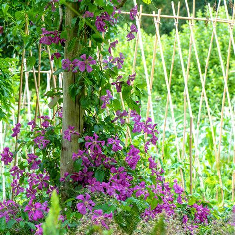 Vines for Fences & Walls - Wild Seed Project - raincitystudios.com