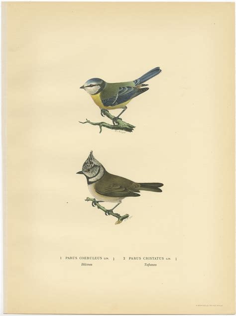 Vintage Bird Prints - Wayfair - muktibox.com