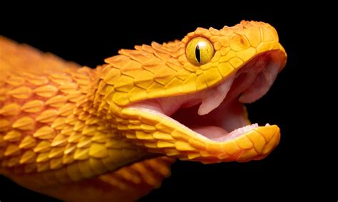 VIPER - Car Alarms | Remote Starters | SMARTSTART | Window … - balustradellc