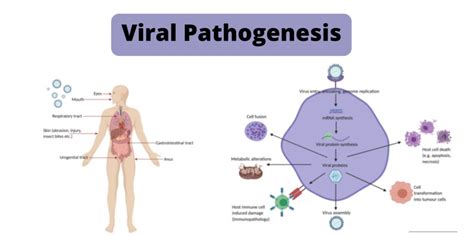 Viral pathogenesis journal of mdpi impact factor - coolestguyplanet.net