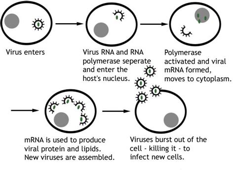 Viral Replication in Pathogenic Microbiology - muktibox.com