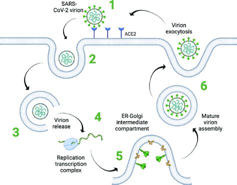 Viral Replication Mechanism - an overview | ScienceDirect Topics - muktibox.com