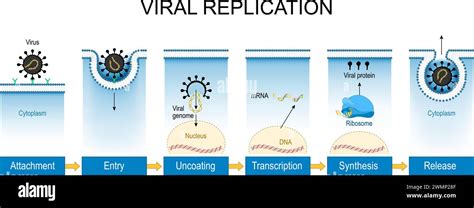 Viral reproduction and replication - Virology Blog - muktibox.com