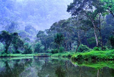 Viral tempat pecinta alam ditengah hutan #videoviral #trending #fyp ... - raincitystudios.com