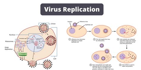 Virology: Viral Structure, Replication, and Pathogenesis Key ... - Quizlet - muktibox.com