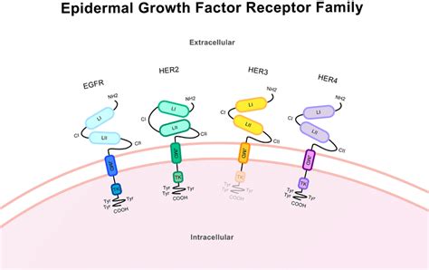Virtual screening Ligan dengan Protein Epidermal Growth Factor ... - IPB - wintechmobiles.com