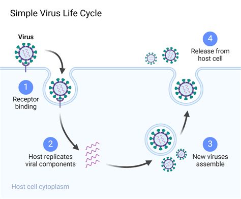 Virus Life Cycle - PMC - muktibox.com