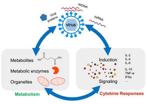 Viruses and Metabolism: The Effects of Viral Infections and Viral ... - muktibox.com