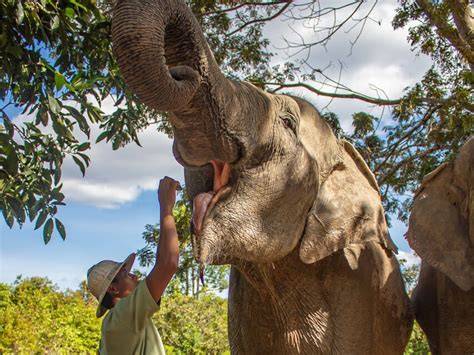 Visit us | Kulen Elephant Forest | Siem Reap, CAMBODIA - raincitystudios.com