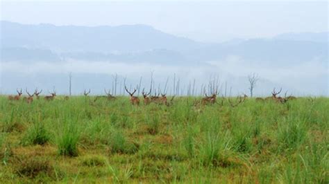 Visiting Corbett during Monsoon: A Perfect Travel Idea - raincitystudios.com