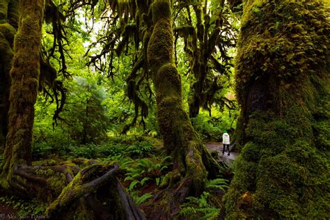 Visiting the Hoh Rain Forest - U.S. National Park Service - balustradellc