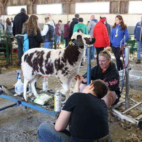 Visitors flock to sheep shearing at Canfield Fair - raincitystudios.com