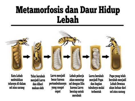 VISUALISASI METAMORPHOSIS LEBAH MADU DENGAN TEKNIK … - balustradellc