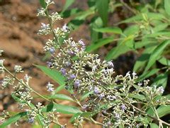 Vitex – eFlora of India - raincitystudios.com