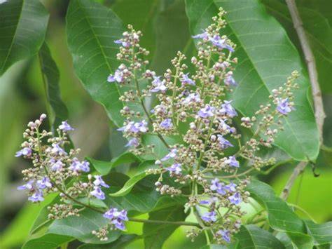 Vitex cofassus (PROSEA) - Pl@ntUse - raincitystudios.com