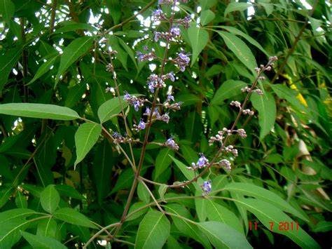 VITEX L. (VERBENACEAE)* IN AUSTRALIA - JSTOR - raincitystudios.com