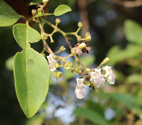 Vitex leucoxylon - eFlora of India - raincitystudios.com