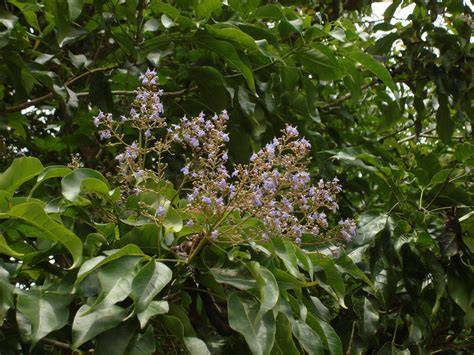 Vitex parviflora A.L. Juss - raincitystudios.com