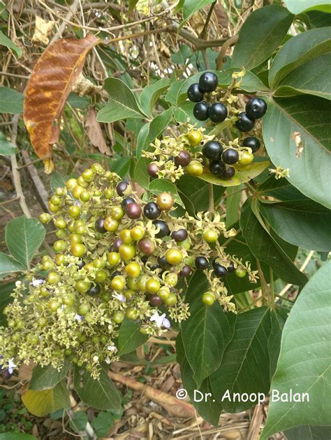 Vitex pinnata (PROSEA) - Pl@ntUse - raincitystudios.com
