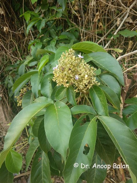 Vitex pinnata L. | Plants of the World Online | Kew Science - raincitystudios.com