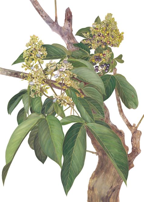Vitex pubescens - CIFOR - raincitystudios.com