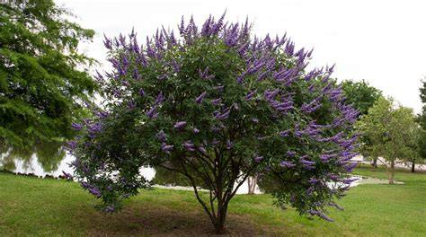 Vitex - raincitystudios.com