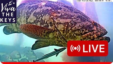 Viva The Keys Underwater Cam - balustradellc