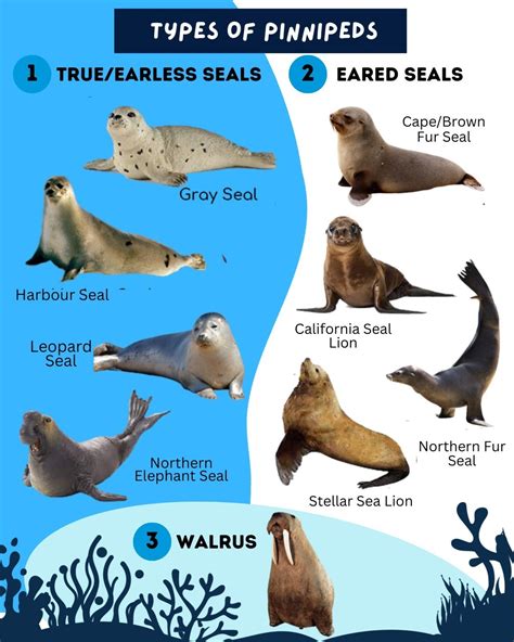Vocalizations in Pinnipeds - National Marine Life Center - muktibox.com