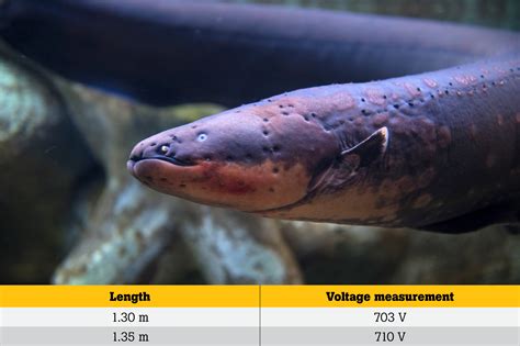 Voltage of an Electric Eel - The Physics Factbook - Hypertextbook - muktibox.com