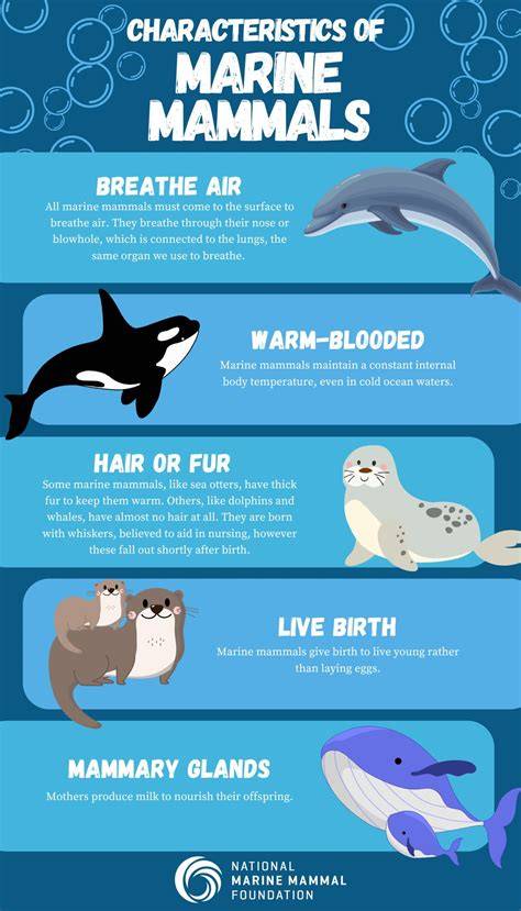 Volunteer with Marine Mammals | Top 10 Conservation Projects 2026 - raincitystudios.com