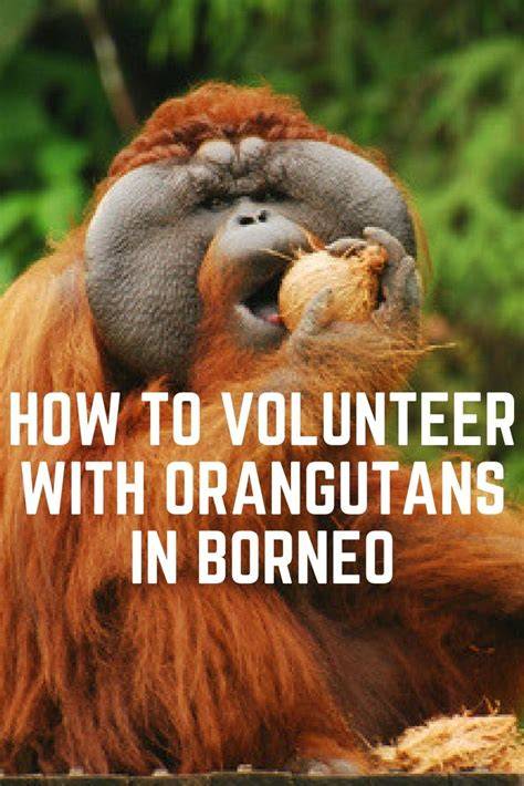 Volunteer With Orangutans | The Great Projects - raincitystudios.com